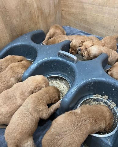 🌟 Stunning Golden Retriever Puppies – Ready 2