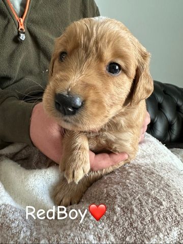 🌟 Stunning Golden Retriever Puppies – Ready 2