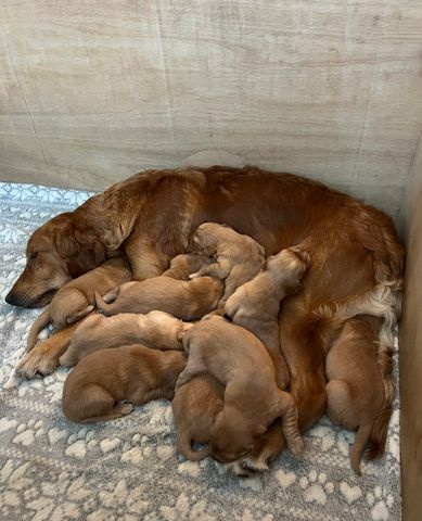 🌟 Stunning Golden Retriever Puppies – Ready 2