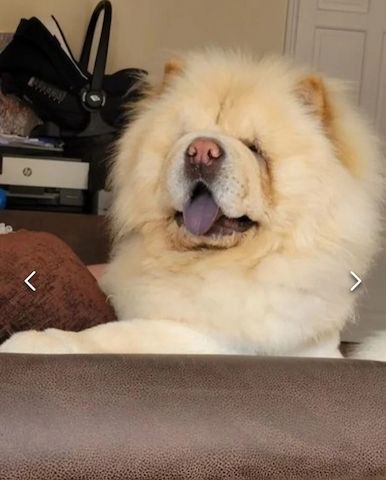 Beautiful Chow girls available now