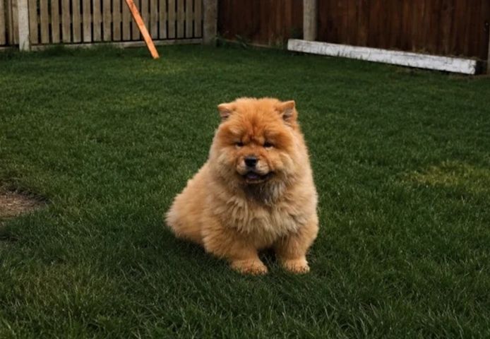 Beautiful Chow girls available now
