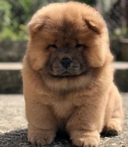 Beautiful Chow girls available now