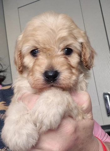 Wunderschöne F1-Cavapoo-Welpen – ab sofort abgabebereit