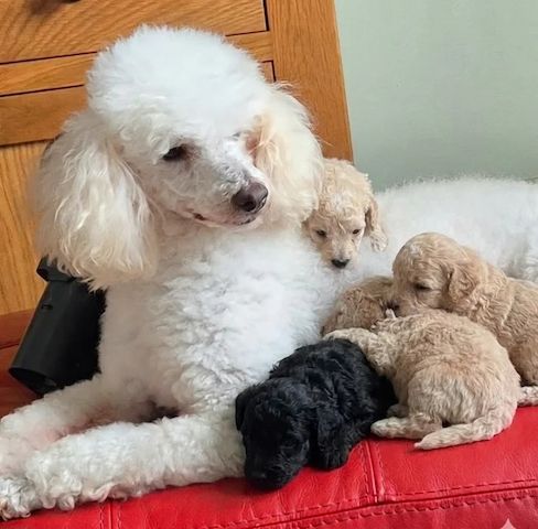 Wunderschöne F1-Cavapoo-Welpen – ab sofort abgabebereit