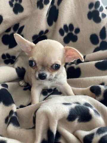Chihuahua-Welpen in Frankfurt kaufen