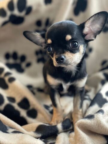 Chihuahua-Welpen in Mainz zu vermitteln