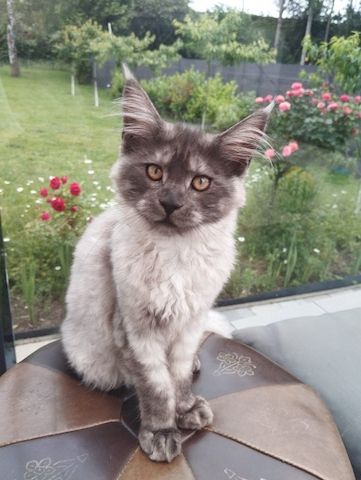 4 Monaten Reinrassige Maine Coon mit Stammbaum