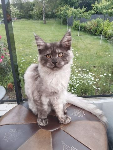 4 Monaten Reinrassige Maine Coon mit Stammbaum