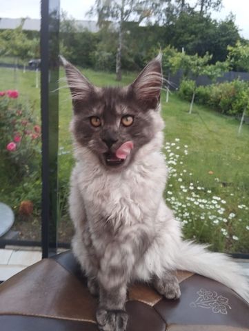 4 Monaten Reinrassige Maine Coon mit Stammbaum
