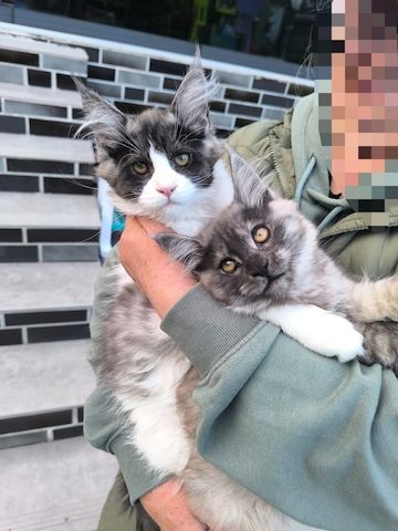 4 Monaten Reinrassige Maine Coon mit Stammbaum