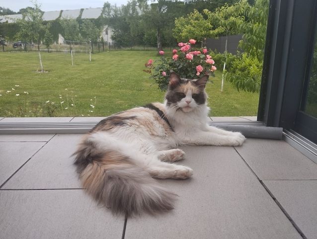 4 Monaten Reinrassige Maine Coon mit Stammbaum