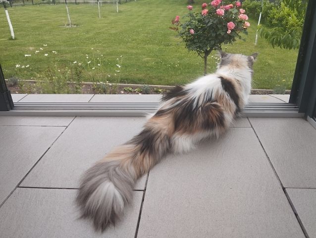 4 Monaten Reinrassige Maine Coon mit Stammbaum