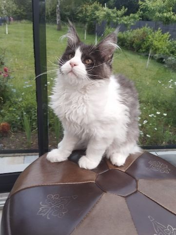 4 Monaten Reinrassige Maine Coon mit Stammbaum