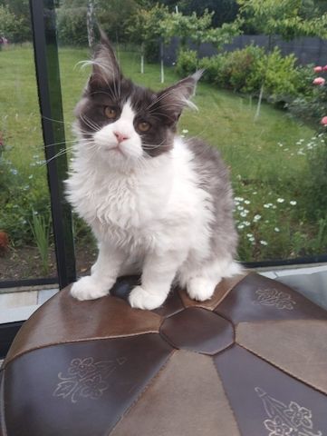 4 Monaten Reinrassige Maine Coon mit Stammbaum