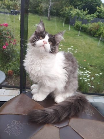 4 Monaten Reinrassige Maine Coon mit Stammbaum