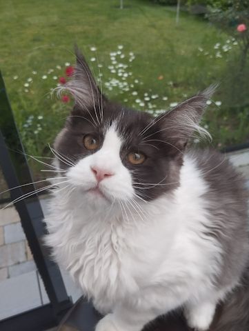 4 Monaten Reinrassige Maine Coon mit Stammbaum