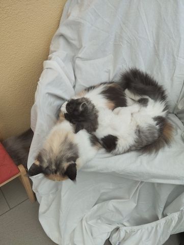 4 Monaten Reinrassige Maine Coon mit Stammbaum