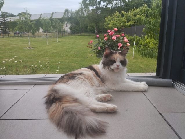 4 Monaten Reinrassige Maine Coon mit Stammbaum