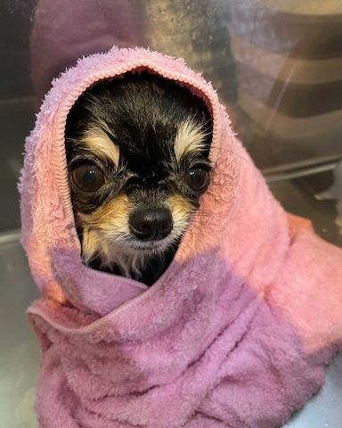 🐶 Beautiful French Bulldog Puppies – Healthy, Vaccinated & Ready for Loving Homes