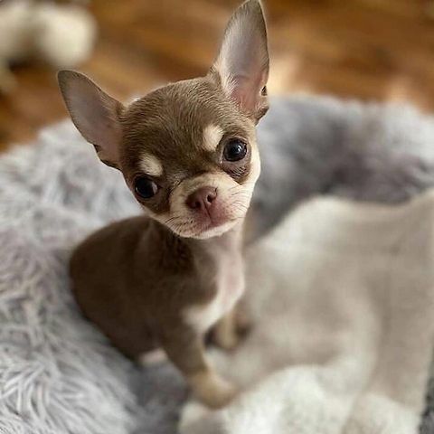 🐶 Beautiful French Bulldog Puppies – Healthy, Vaccinated & Ready for Loving Homes