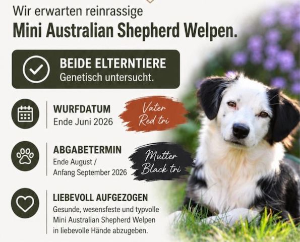 Mini Australian Shepherd Welpen Miniatur Aussi Wurfankündigung