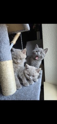 Drei süße Kater suchen ein liebevolles Zuhause 🐾
