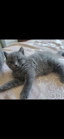 Drei süße Kater suchen ein liebevolles Zuhause 🐾
