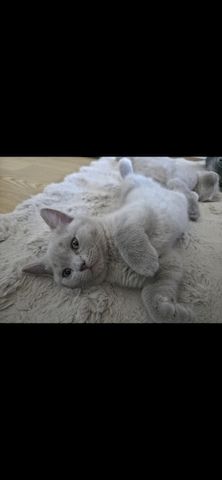 Drei süße Kater suchen ein liebevolles Zuhause 🐾