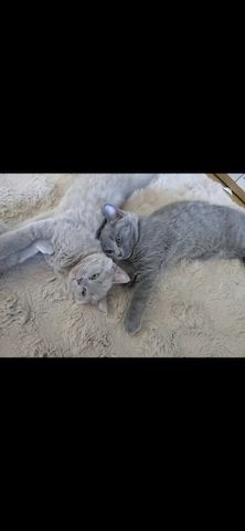 Drei süße Kater suchen ein liebevolles Zuhause 🐾