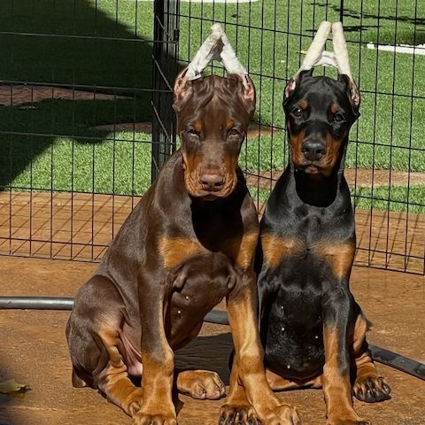 Dobermann-Welpen mit bestem Wesen