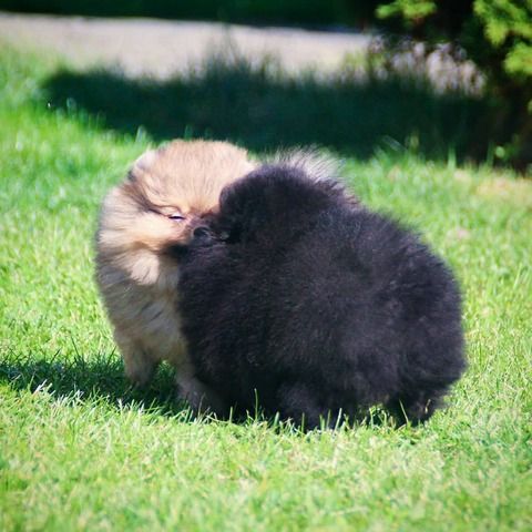 Wunderschöne Pomeranian Zwergspitz Welpen zu verkaufen