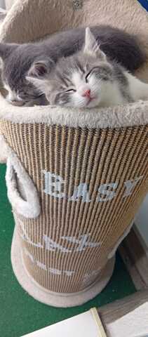 Katzenbabys zu abgeben