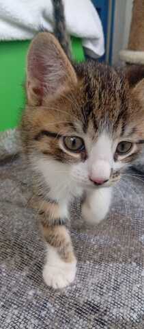 Katzenbabys zu abgeben