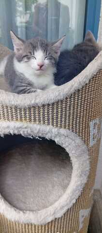 Katzenbabys zu abgeben