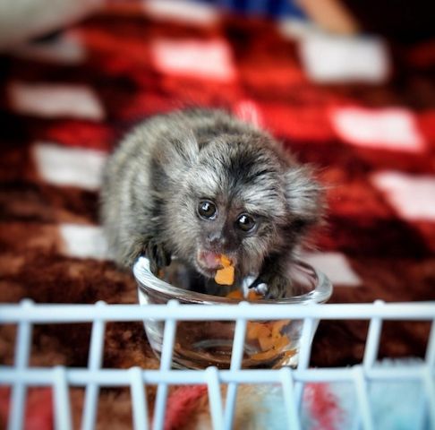männliches und ein weibliches Zwergseidenäffchen, die ein liebevolles Zuhause suchen