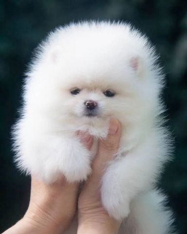 Super süße Pomeranian-Welpen