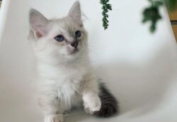 Ragdoll-Kätzchen