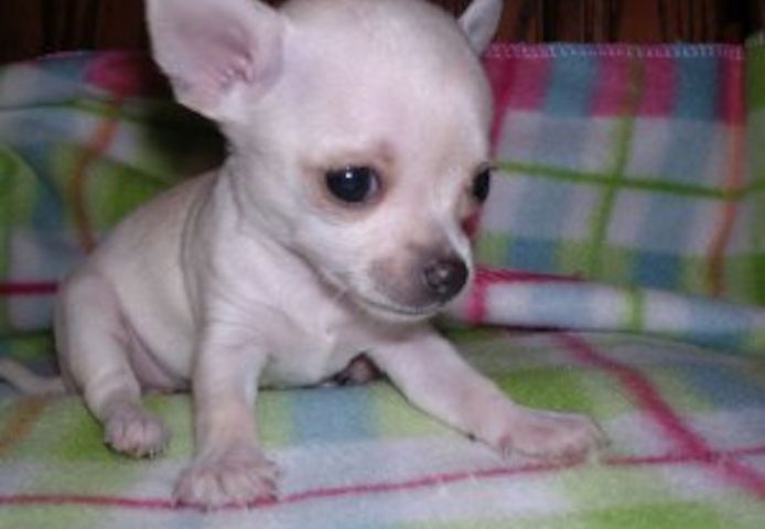 Chihuahua-Welpen&nbsp;