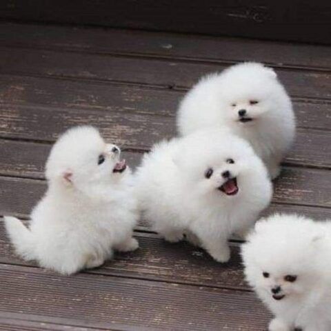 Zwergspitz-Pomeranian Welpen