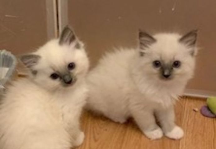 Ragdoll-Kätzchen zu verkaufen