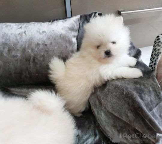 Pomeranian-Welpen zu verkaufen