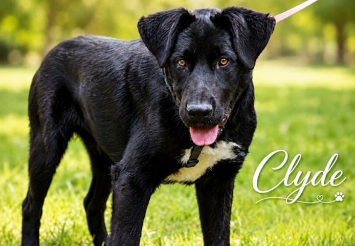 Clyde - großer Schmuser