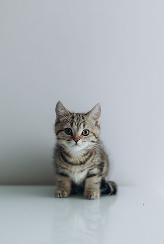 BKH Kitten reinrassig