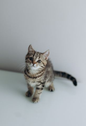 BKH Kitten reinrassig