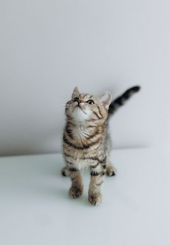 BKH Kitten reinrassig