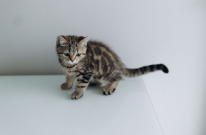 BKH Kitten reinrassig