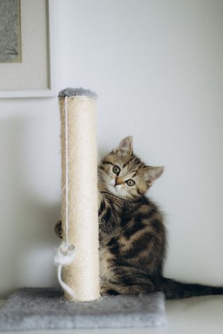 BKH Kitten reinrassig
