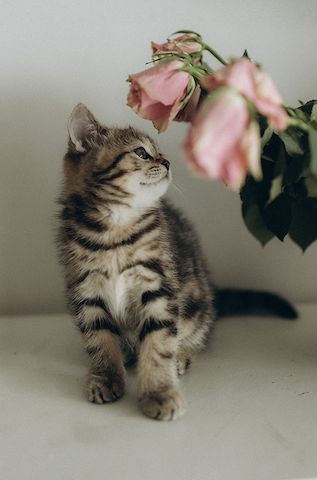 BKH Kitten reinrassig