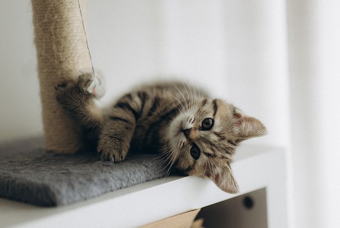 BKH Kitten reinrassig
