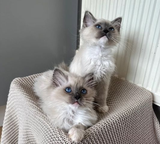 reinrassige Ragdoll-Kätzchen